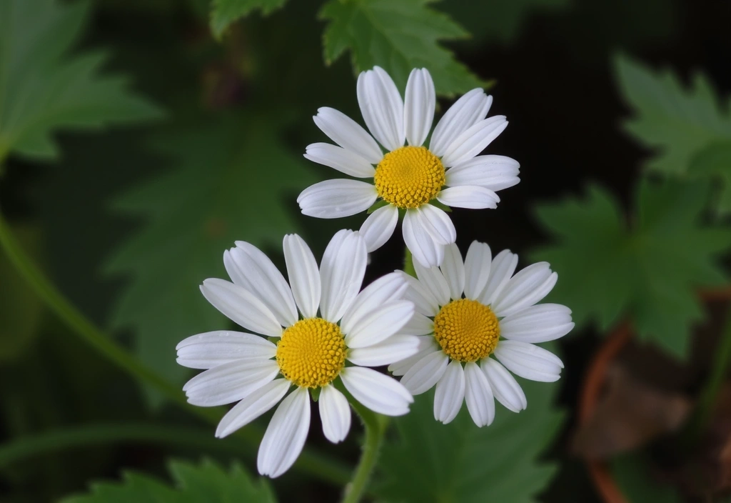 Fiori di Camomilla freschi e delicati con petali bianchi e centro giallo, su uno sfondo verde sfocato.
